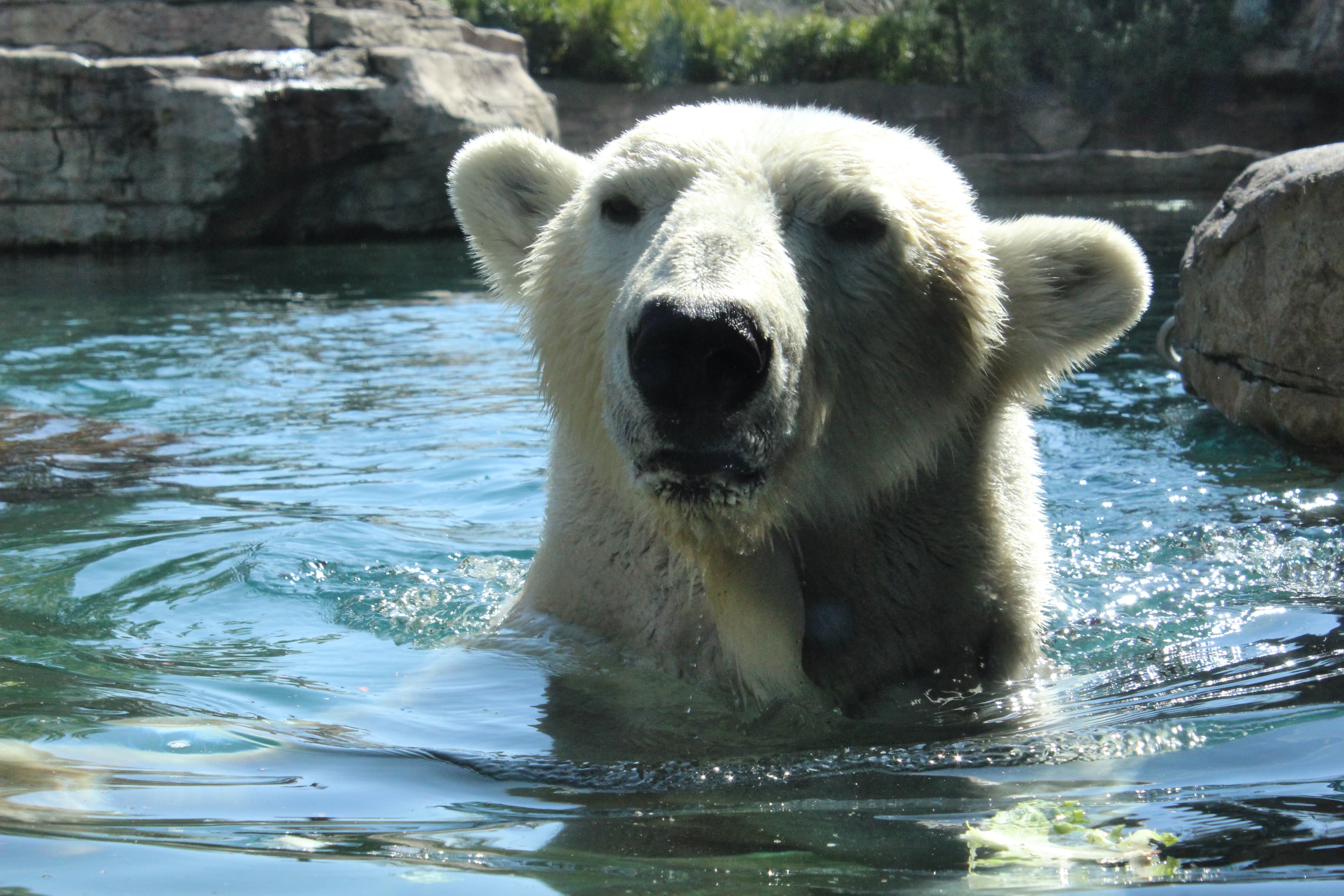 Polar Bear Photo